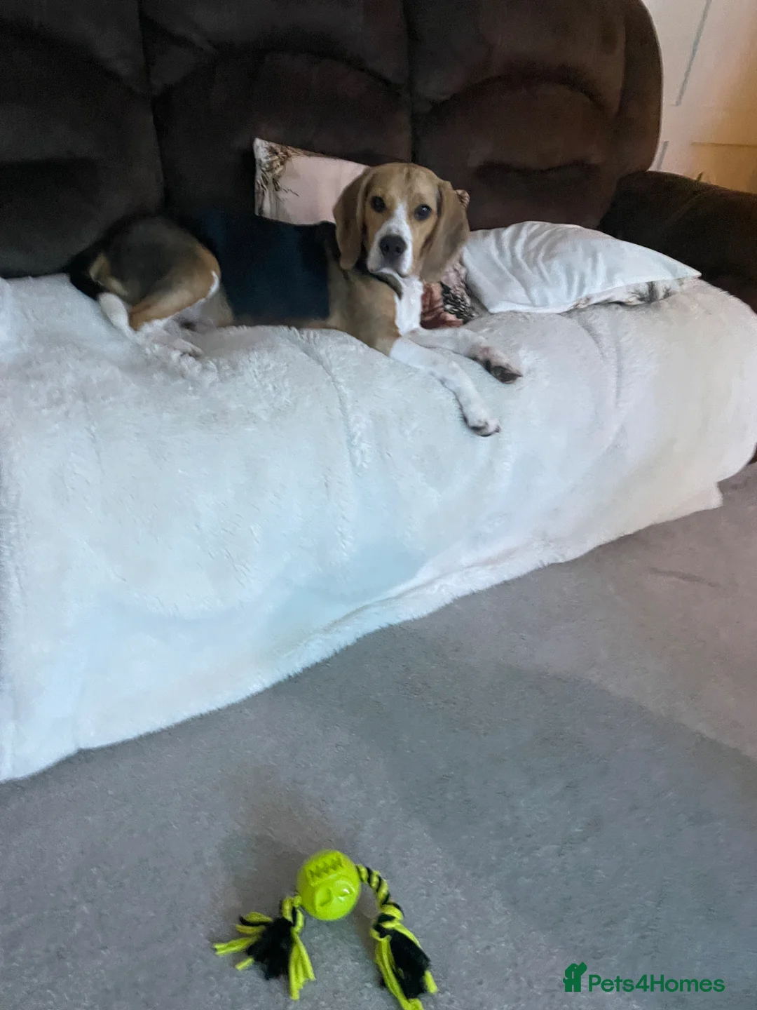 Beagle dogs for sale: Beagle 1 year old Toby - Advert 2