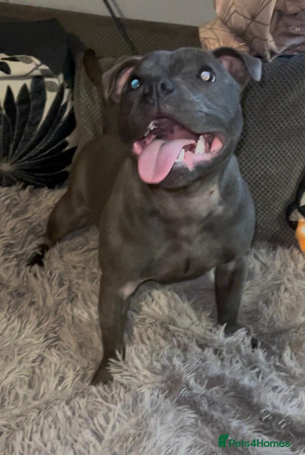 Staffordshire Bull Terrier dogs Beautiful solid blue staffy  - Advert 2