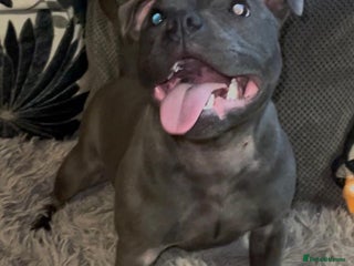 Staffordshire Bull Terrier dogs Beautiful solid blue staffy - Advert 14
