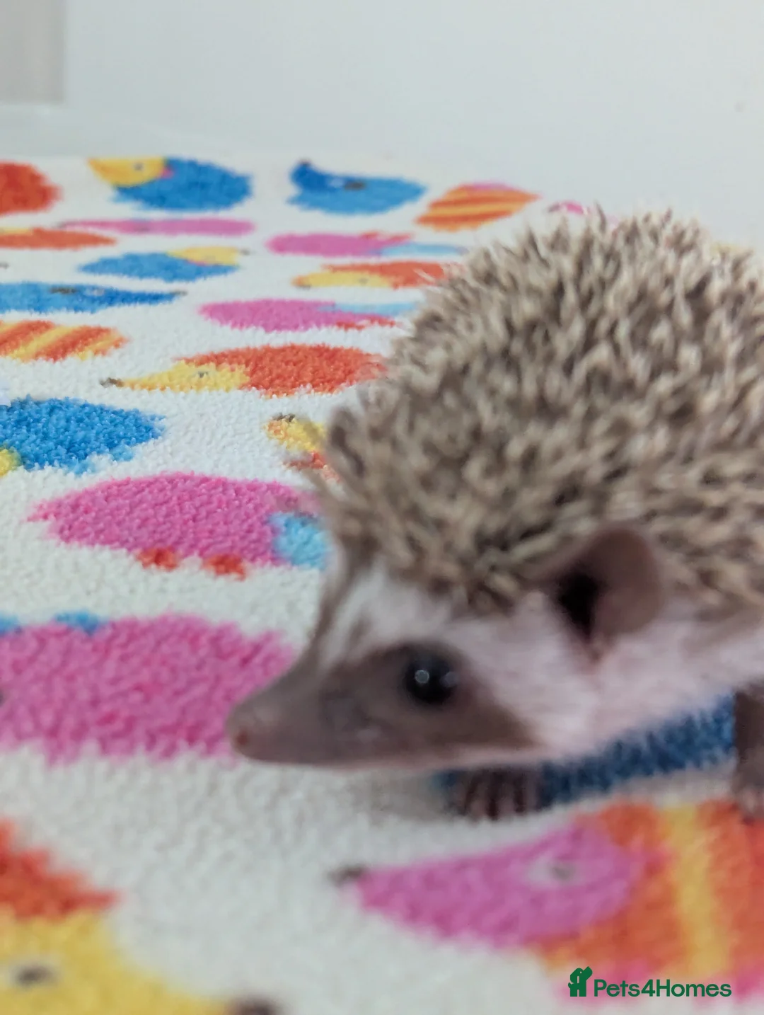 Pygmy Hedgehog rodents for sale: Beautiful Hoglets Ready for 5* Homes - Advert 9