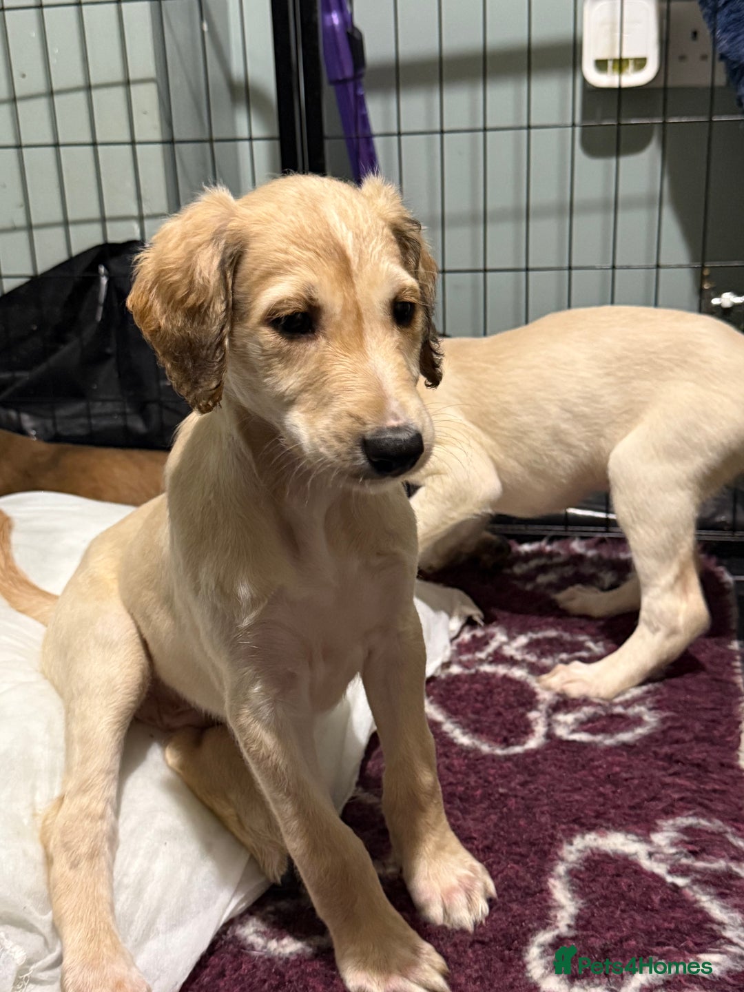 Saluki dogs for sale: Saluki  - Image 15