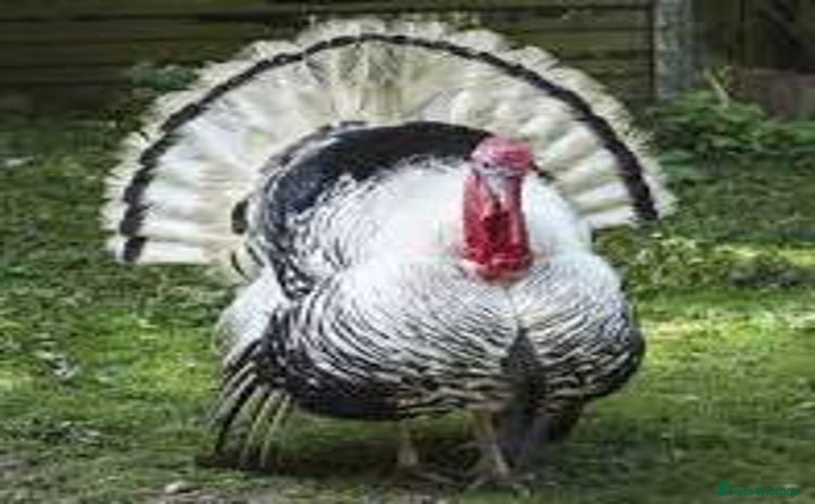 Turkeys poultry - Advert 8