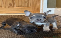 French Bulldog dogs for sale: French bulldog pups KC Reg - Image 7