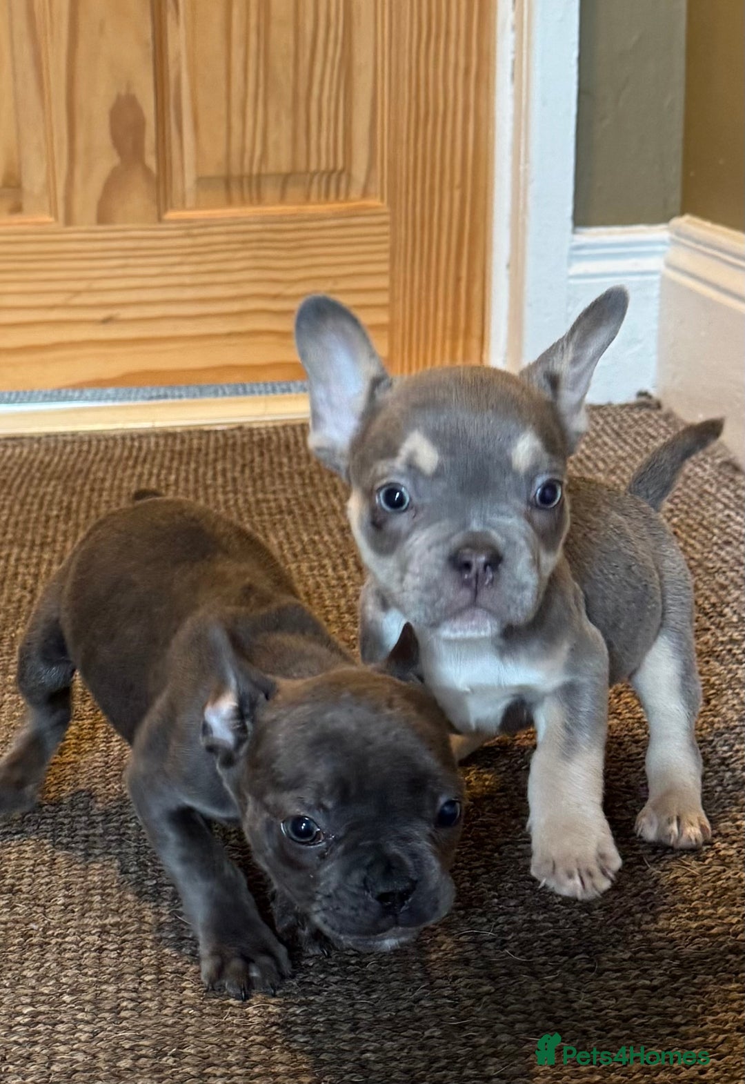 French Bulldog dogs for sale: French bulldog pups KC Reg - Image 7
