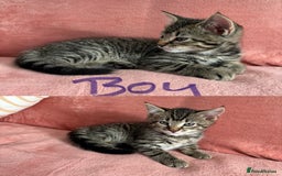 Domestic Shorthair cats for sale: 2 male 1 female Tabby domestic cats - Image 2