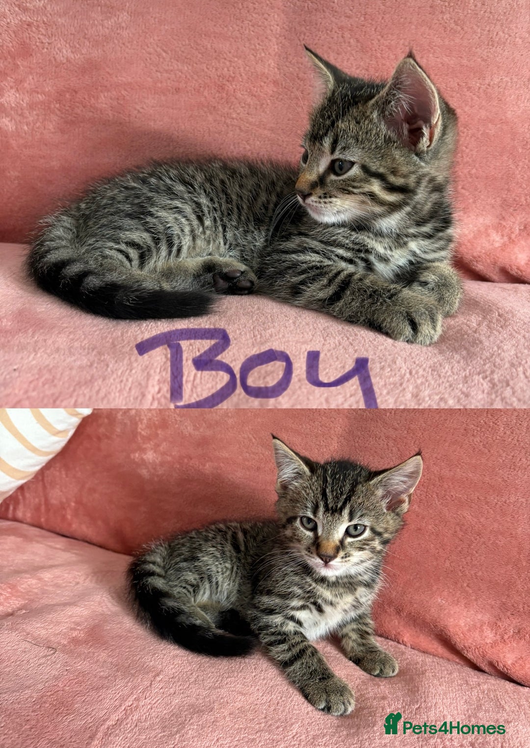 Domestic Shorthair cats for sale: 2 male 1 female Tabby domestic cats - Image 2