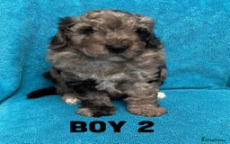 Goldendoodle dogs for sale: Miniature Golden Doodle pups - Image 10