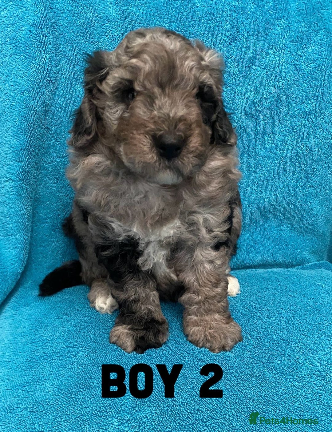 Goldendoodle dogs for sale: Miniature Golden Doodle pups - Image 10