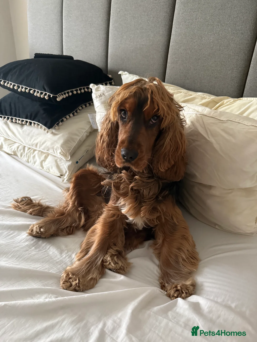 Cocker Spaniel dogs for stud: Tri colour sable cocker spaniel  - Advert 2