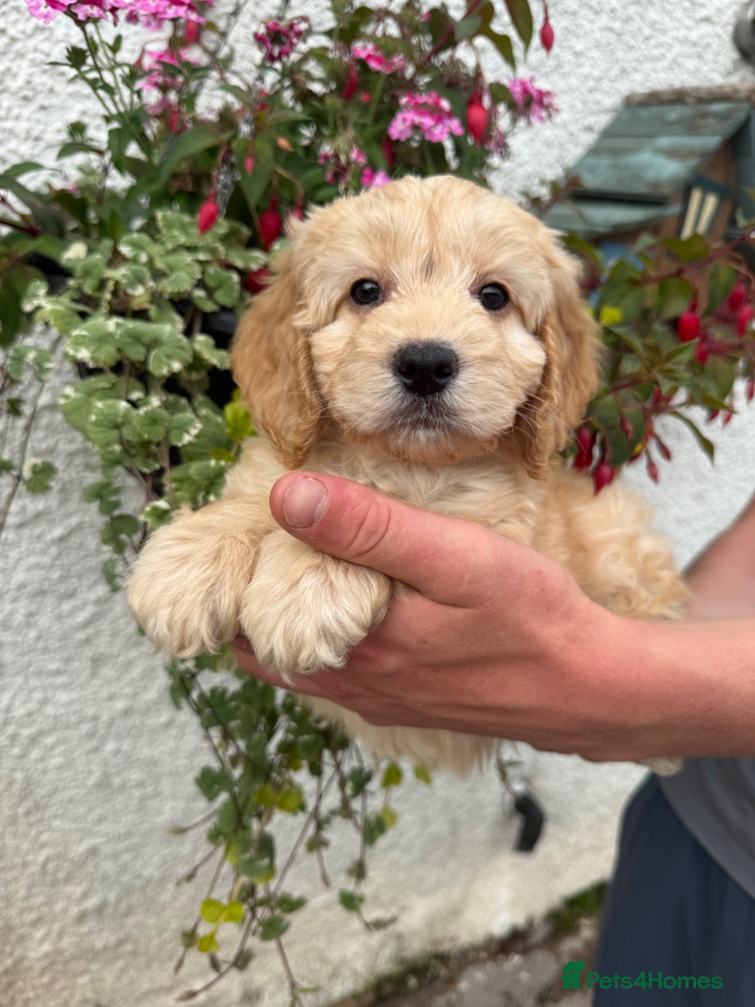Cockapoo dogs Stunning F1 Cockapoos  - Advert 2