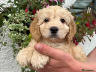 Cockapoo dogs Stunning F1 Cockapoos - Advert 2
