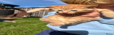 Domestic Shorthair 3