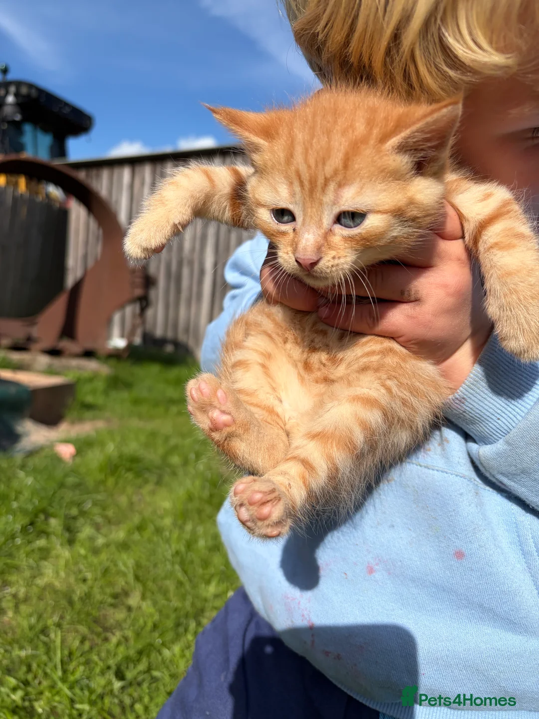 Domestic Shorthair cats for sale: Three ginger male kittens for sale  - Advert 2