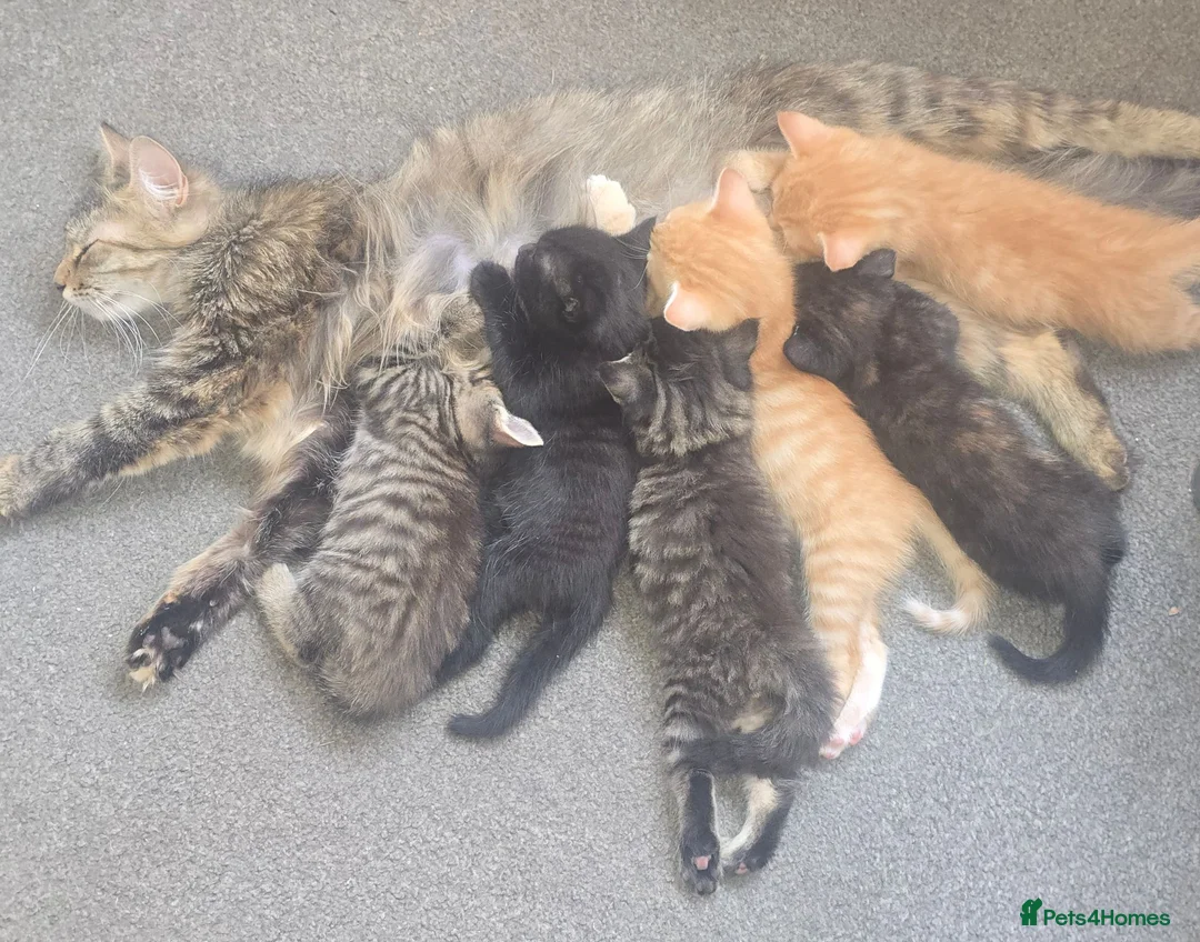 Mixed Breed cats for sale: Torbie female kitten - Advert 2