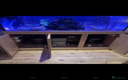 Cichlids fish for sale: Professional tropical aquarium set up - Image 3