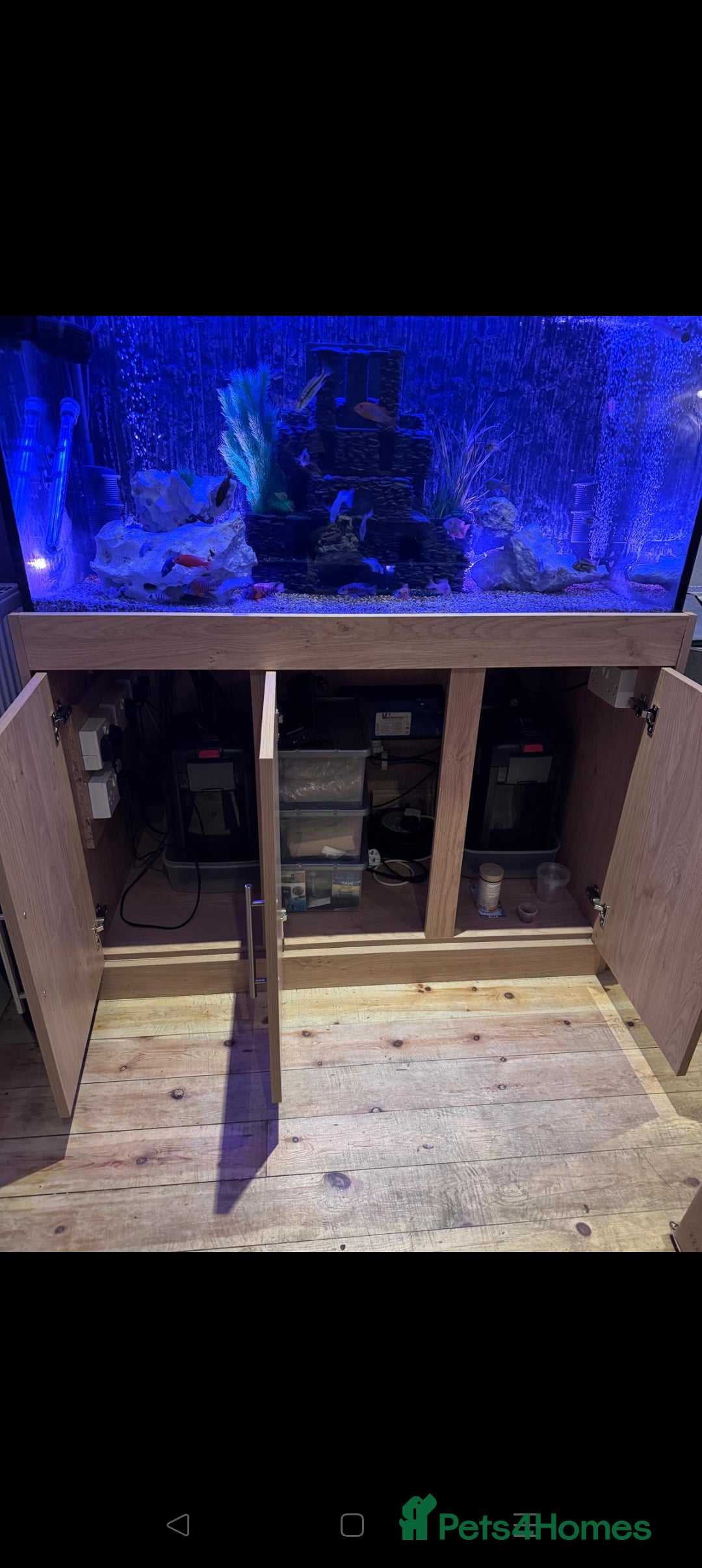 Cichlids fish for sale: Professional tropical aquarium set up - Image 3