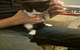 Mixed Breed cats for sale: Beautiful Kittens - Ready to leave - Image 4