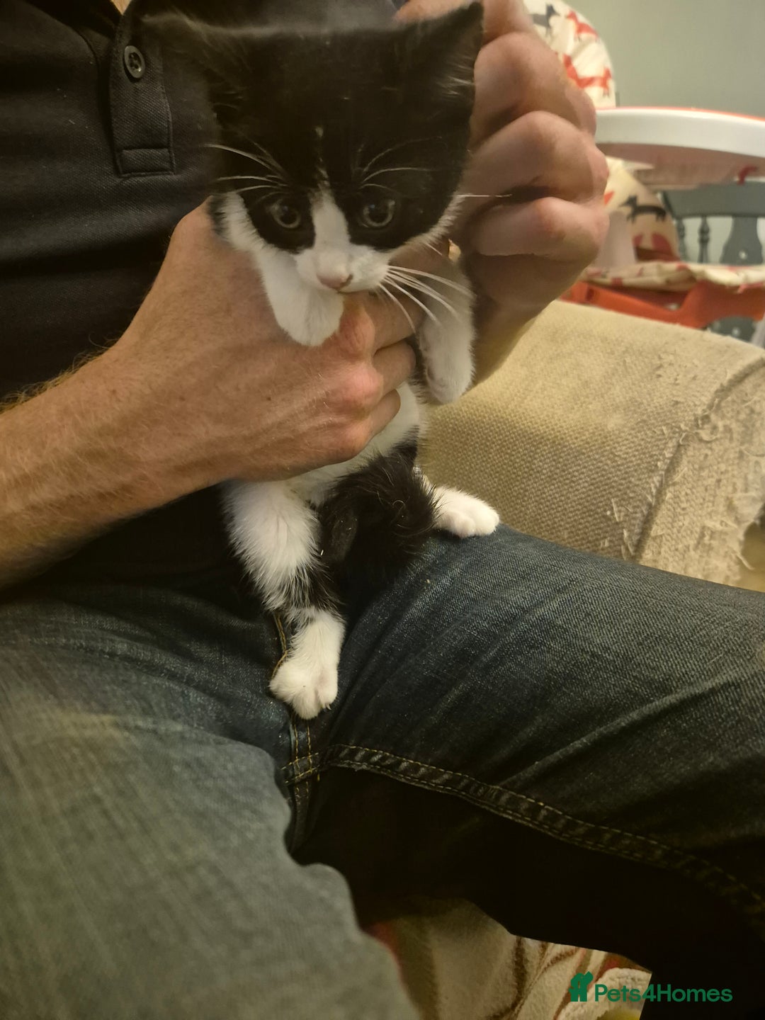 Mixed Breed cats for sale: Beautiful Kittens - Ready to leave - Image 4