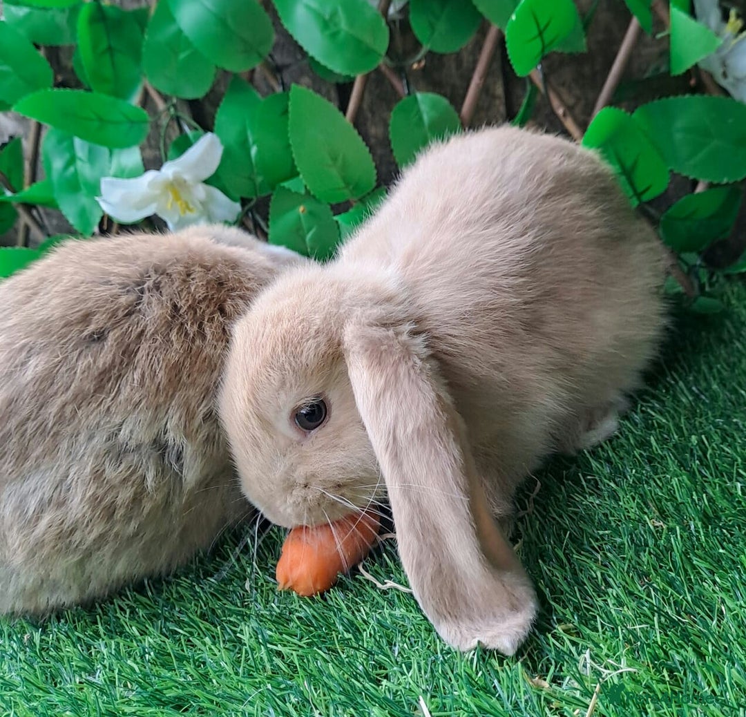 French Lop rabbits for sale: PURE Giant French Lops - Vaccinated - RESERVE - Image 11
