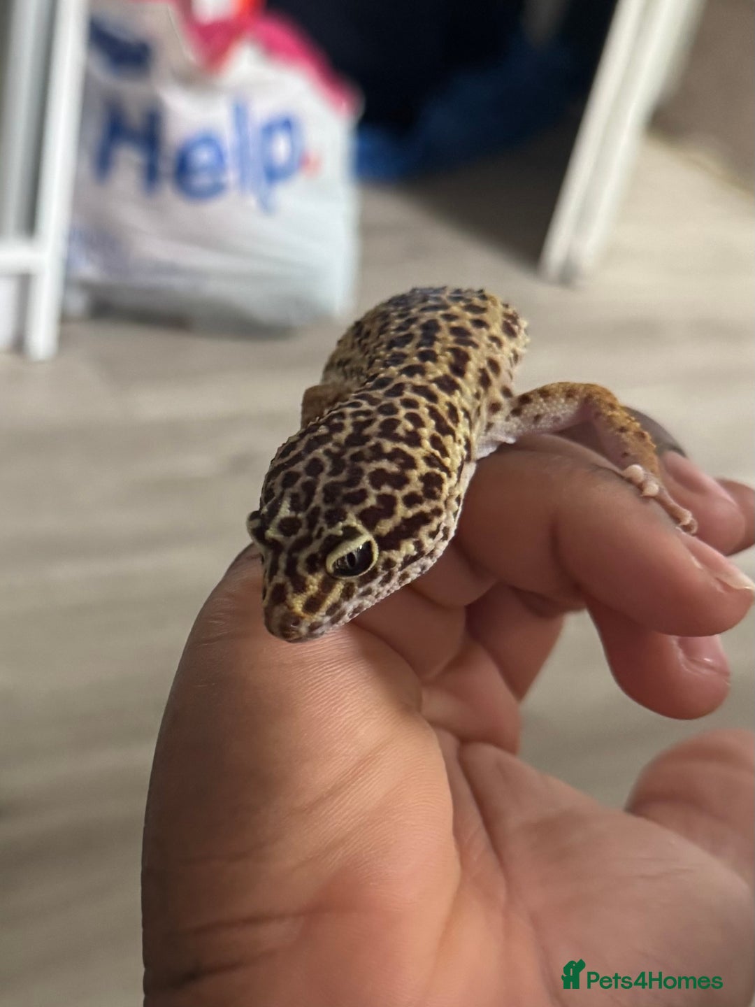 Corn Snake reptiles for sale: Leopard geckos snake for sale  in London - Image 2