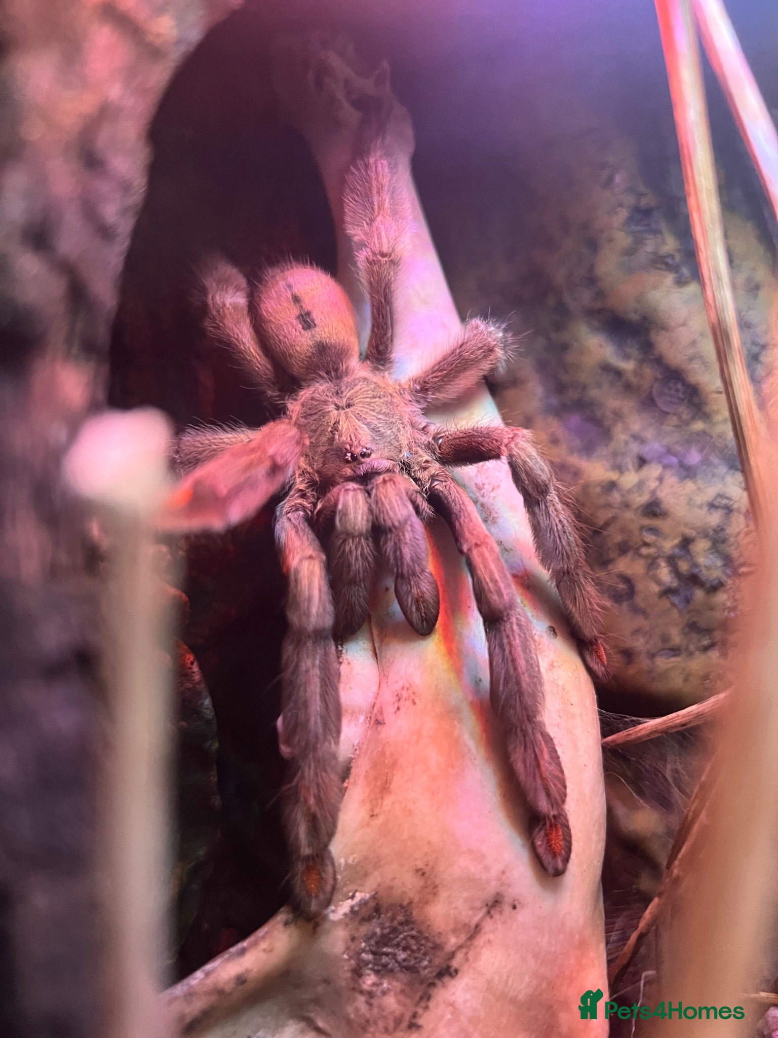 Tarantulas invertebrates Female Trinidad chevron  - Advert 24