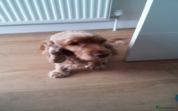 Cocker Spaniel dogs for sale: Cocker Spaniel - Image 4