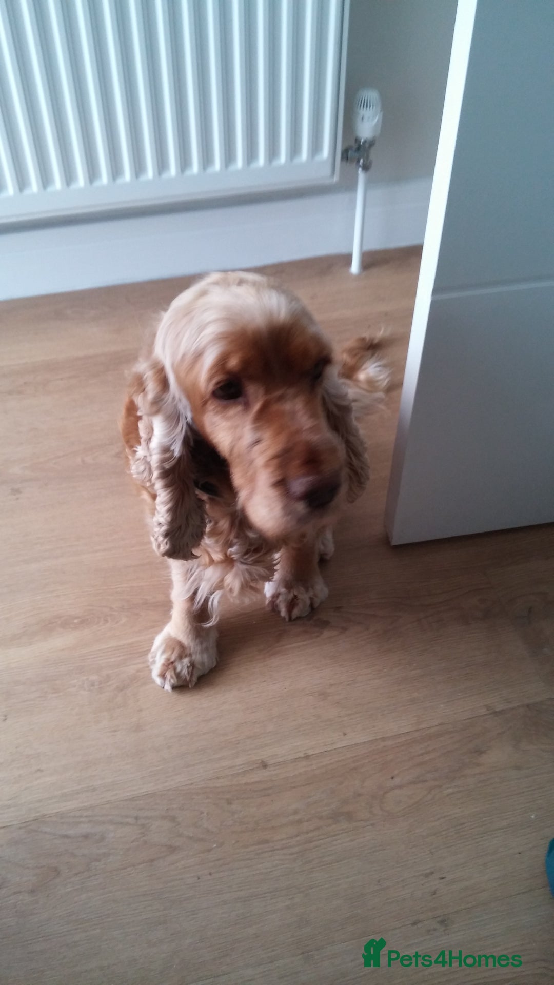 Cocker Spaniel dogs for sale: Cocker Spaniel - Image 4