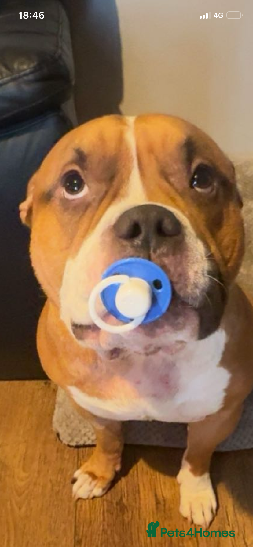 American Bulldog dogs American bulldog  - Advert 11