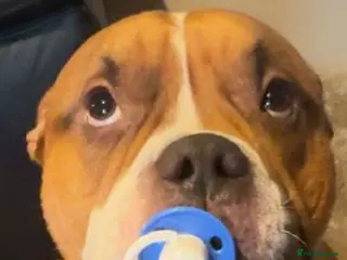 American Bulldog dogs American bulldog - Advert 1