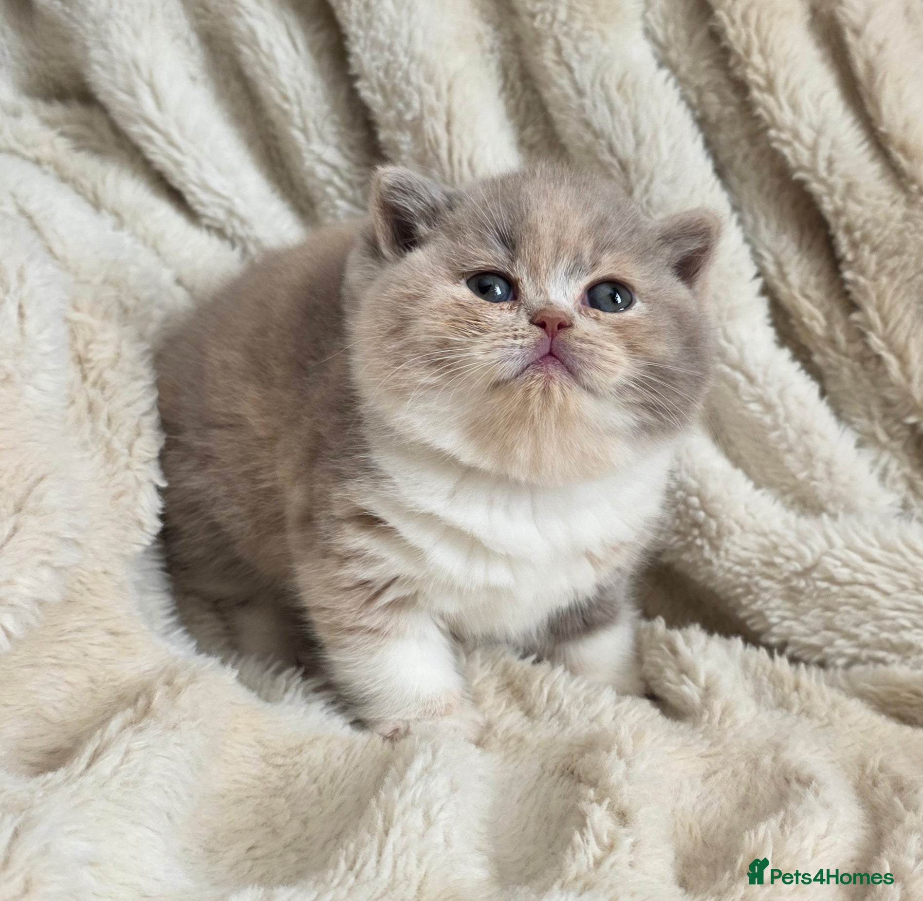 British Shorthair cats Exceptional Champion🏆 British Shorthair kitten - Advert 1