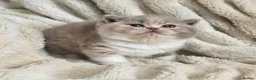 British Shorthair cats for sale: Exceptional Champion🏆 British Shorthair kitten - Advert 1