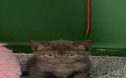 British Shorthair cats for sale: 3 male and 3 female kittens and mother  - Image 5