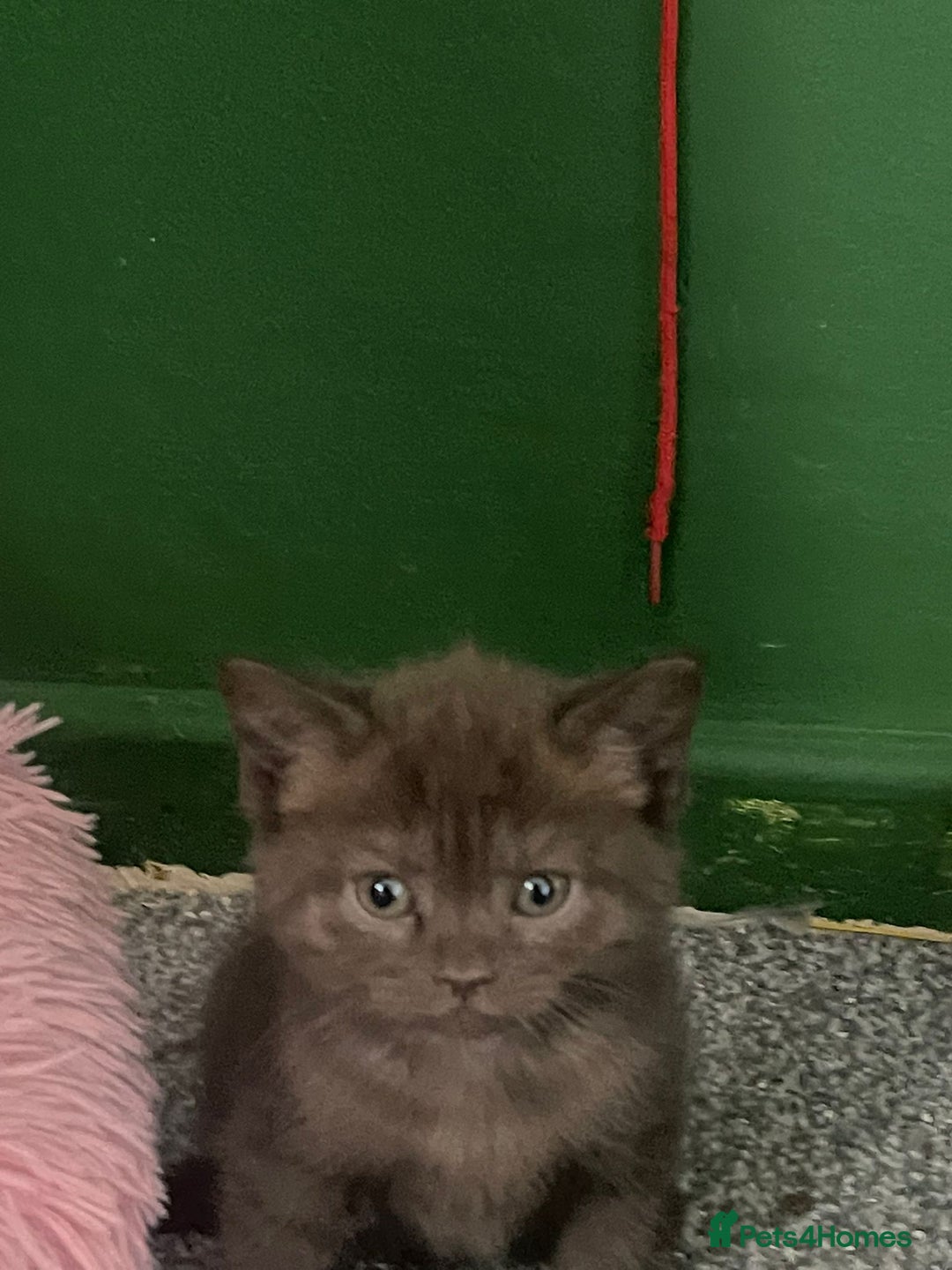 British Shorthair cats for sale: 3 male and 3 female kittens and mother  - Image 5