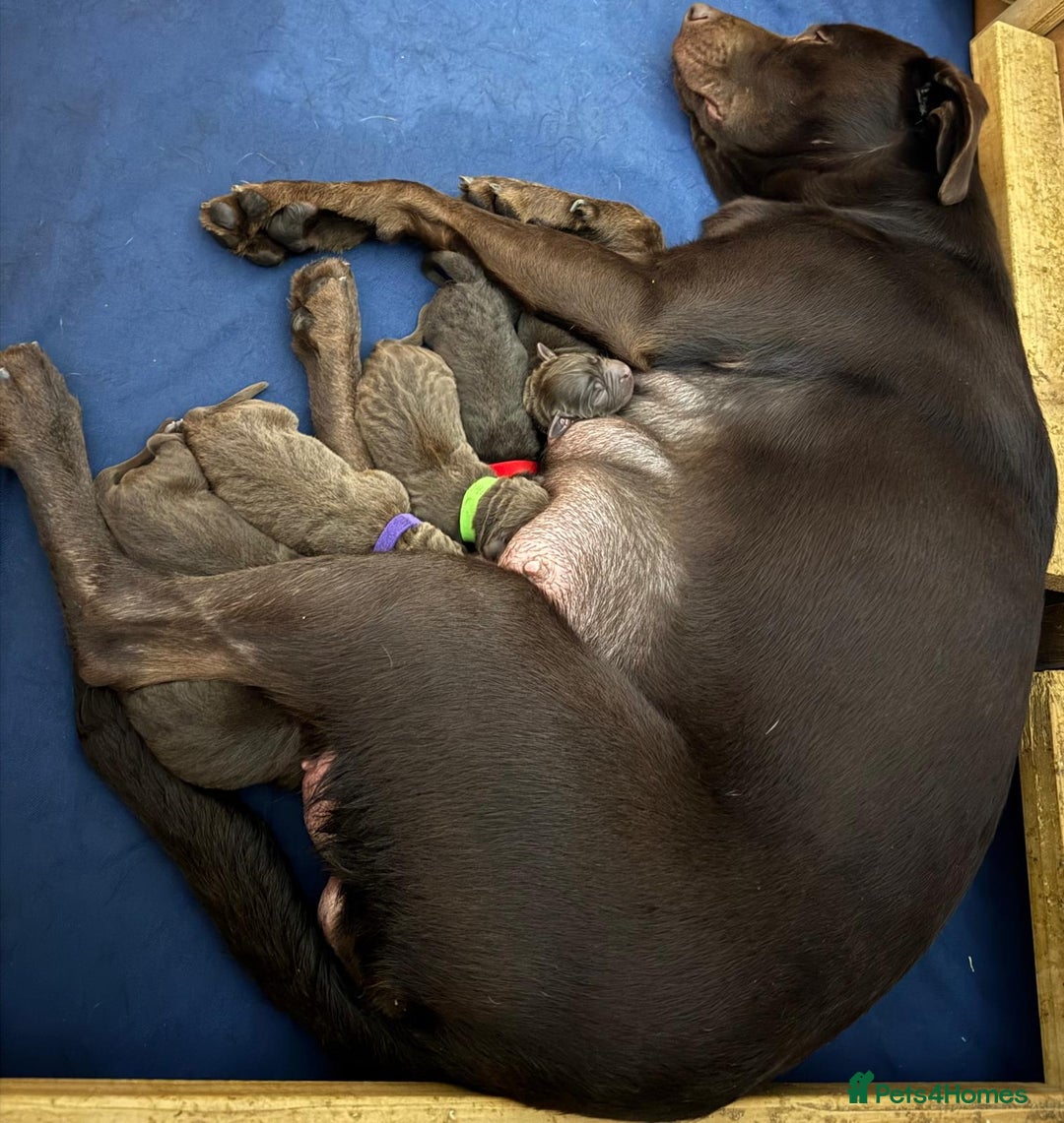 Labrador Retriever dogs for sale: Beautiful Chocolate Labrador Puppies  - Advert 4