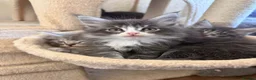 Maine Coon cats for sale: Beautifull Maine Coon kittens in Edinburgh - Advert 5