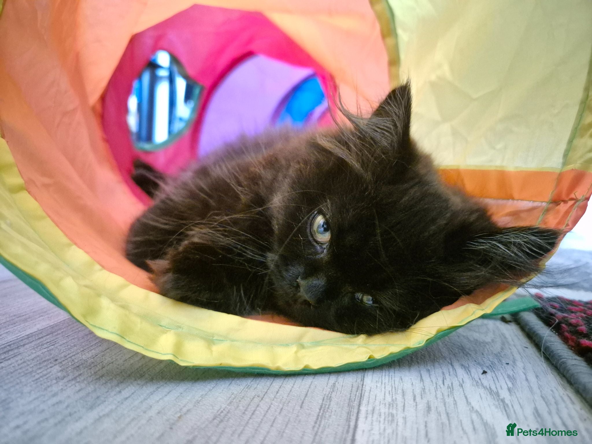 Mixed Breed cats Beautiful Black Ragdoll x Persian Kitten Ready Now - Advert 2