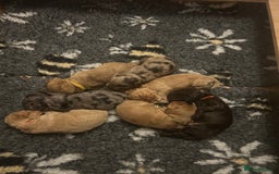 Cockapoo dogs for sale: Beautiful F2 Cockapoo Puppies  - Image 3