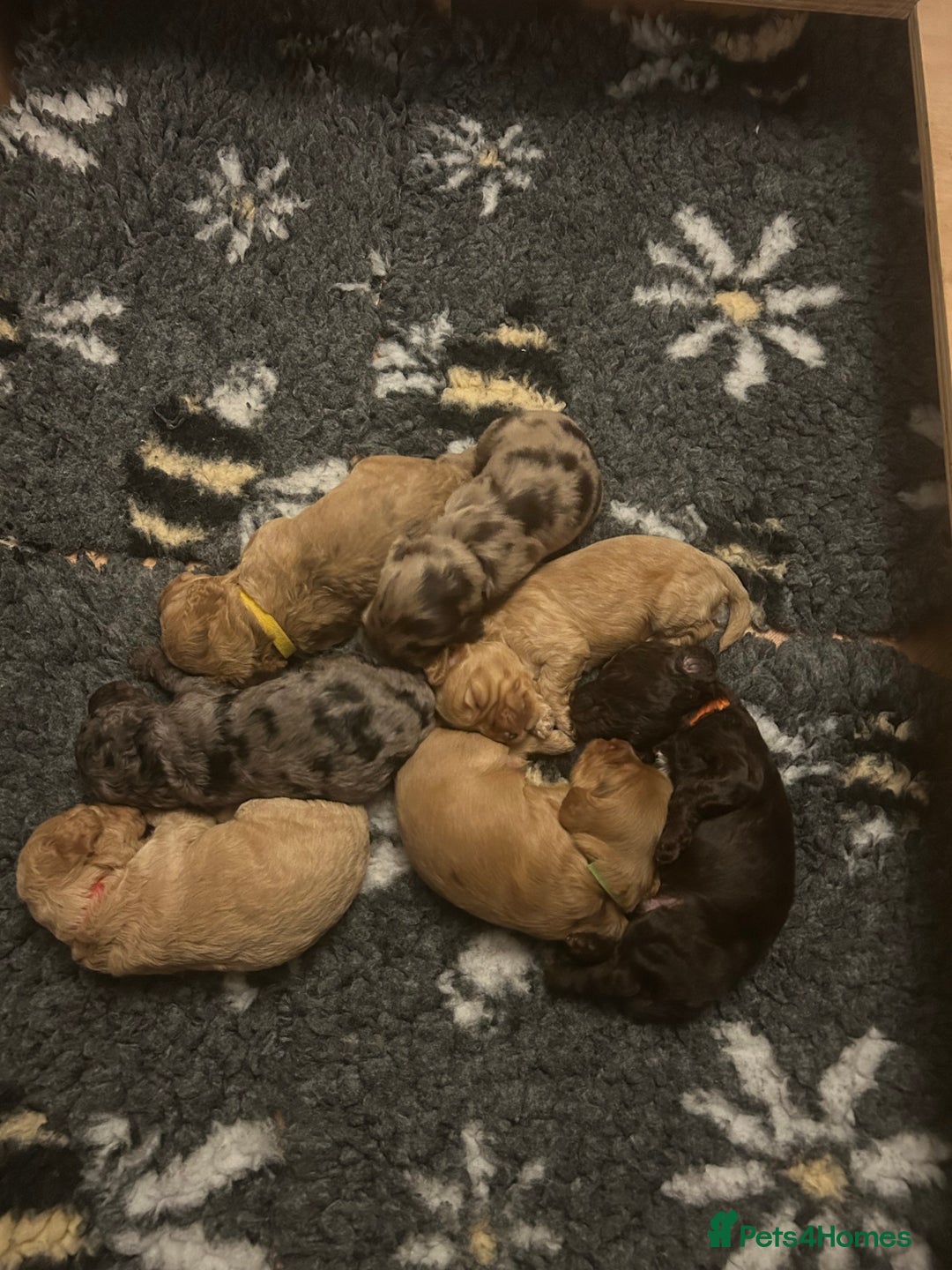 Cockapoo dogs for sale: Beautiful F2 Cockapoo Puppies  - Image 3