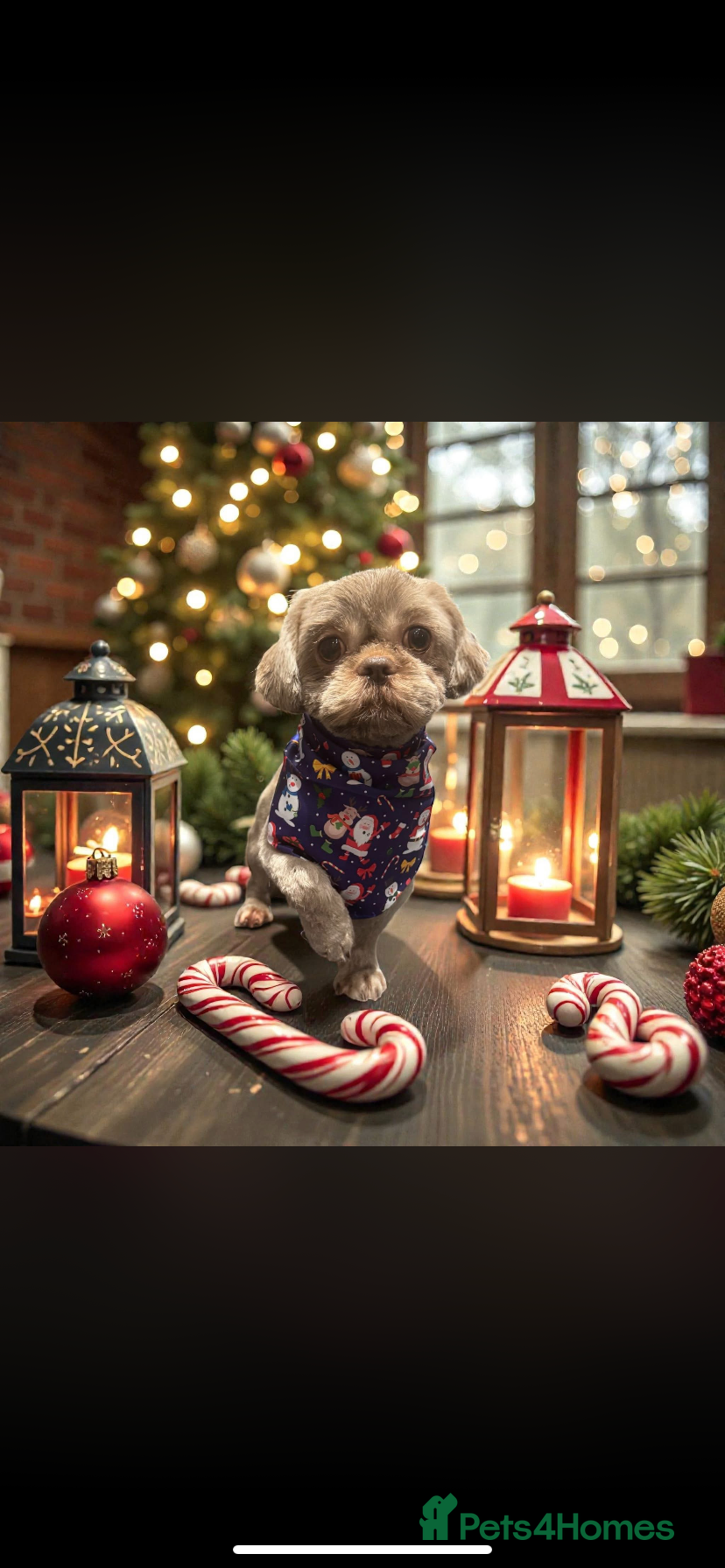 Shih Tzu dogs Patrick imperial shih tzu stud  - Advert 1