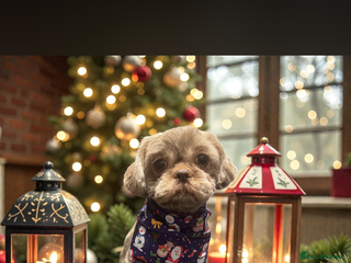 Shih Tzu dogs Patrick imperial shih tzu stud - Advert 1