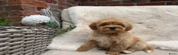 Mixed Breed dogs for sale: Exquisite litter of CAVAPOOCHONS ready now  - Advert 11