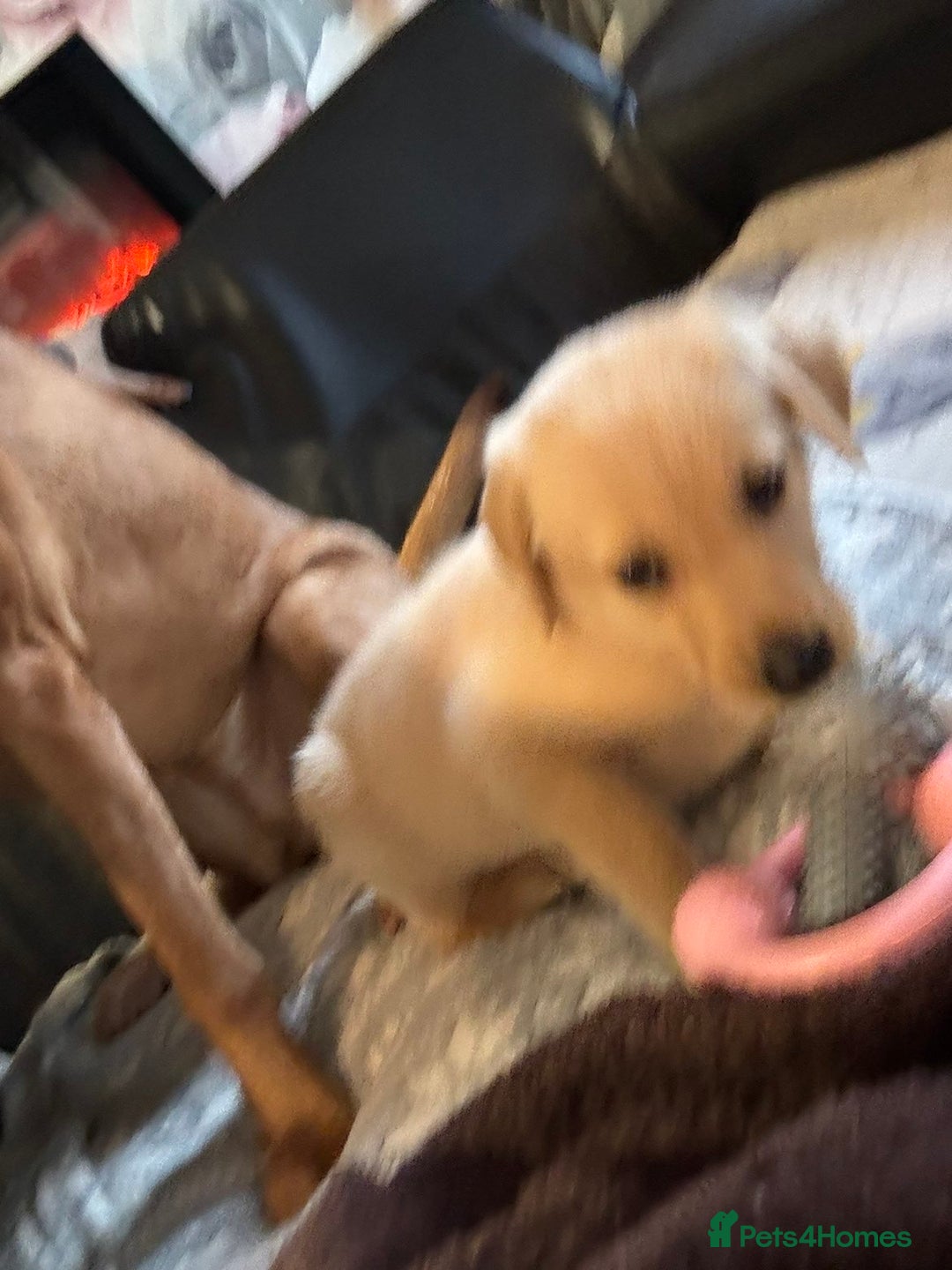 Labrador Retriever dogs for sale: White lab male - Advert 7