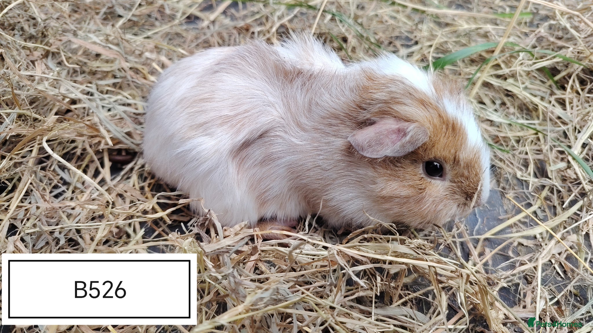 Guinea Pig rodents Beautiful baby boars available - Advert 1