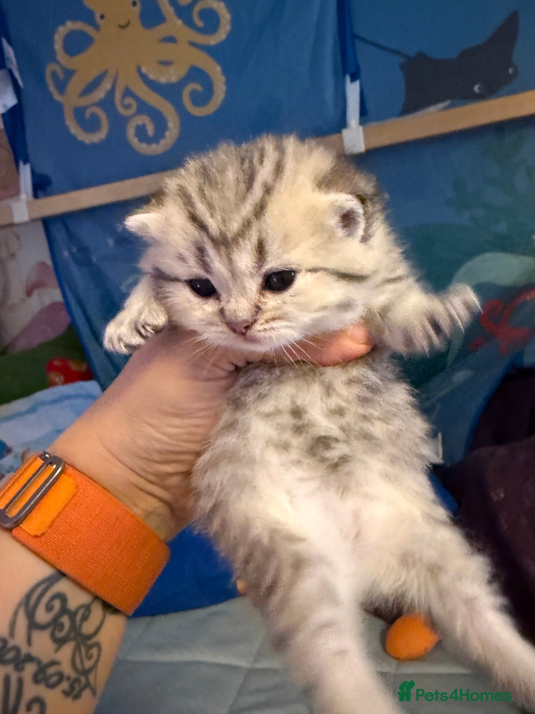 British Shorthair cats for sale: Champion British shorthair kitten  - Advert 19