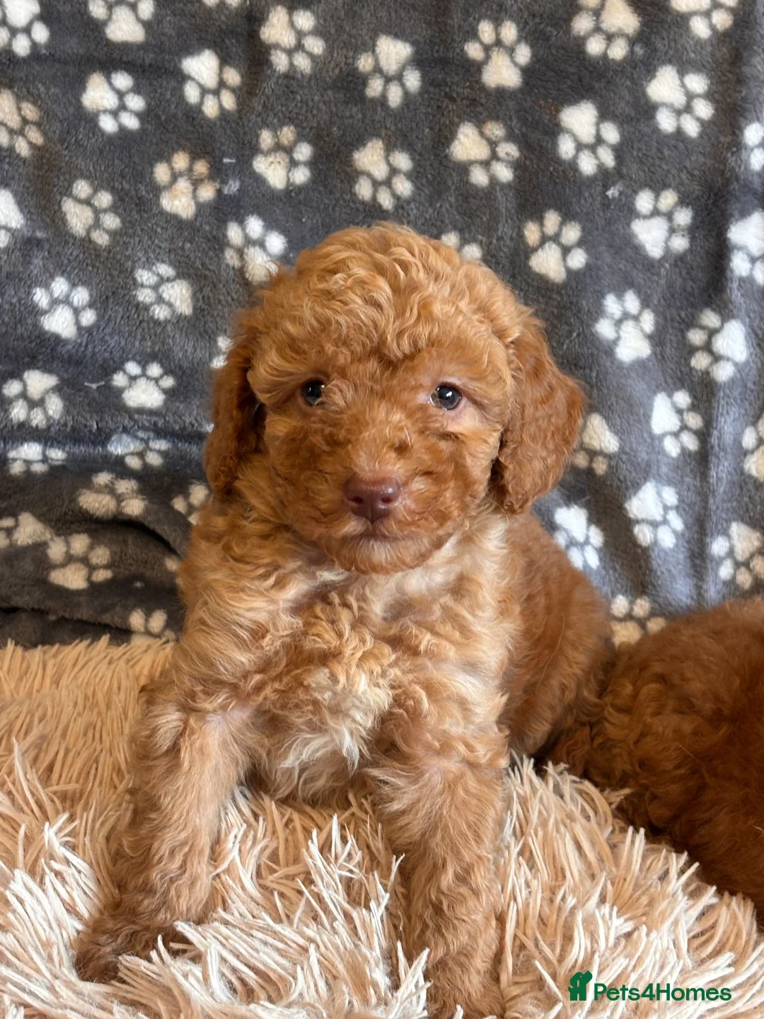 Miniature Poodle dogs for sale: KC reg Miniature Poodles - Advert 5