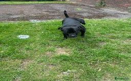 Staffordshire Bull Terrier dogs for stud: Onyx  - Image 4