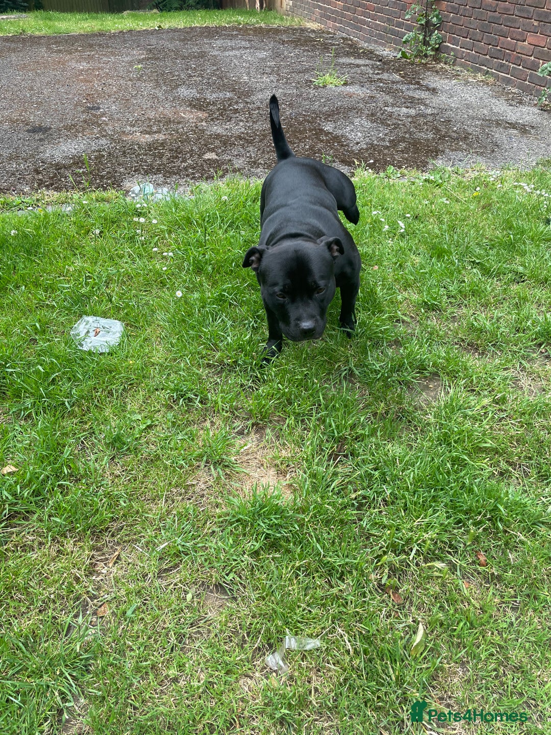 Staffordshire Bull Terrier dogs for stud: Onyx  - Image 4