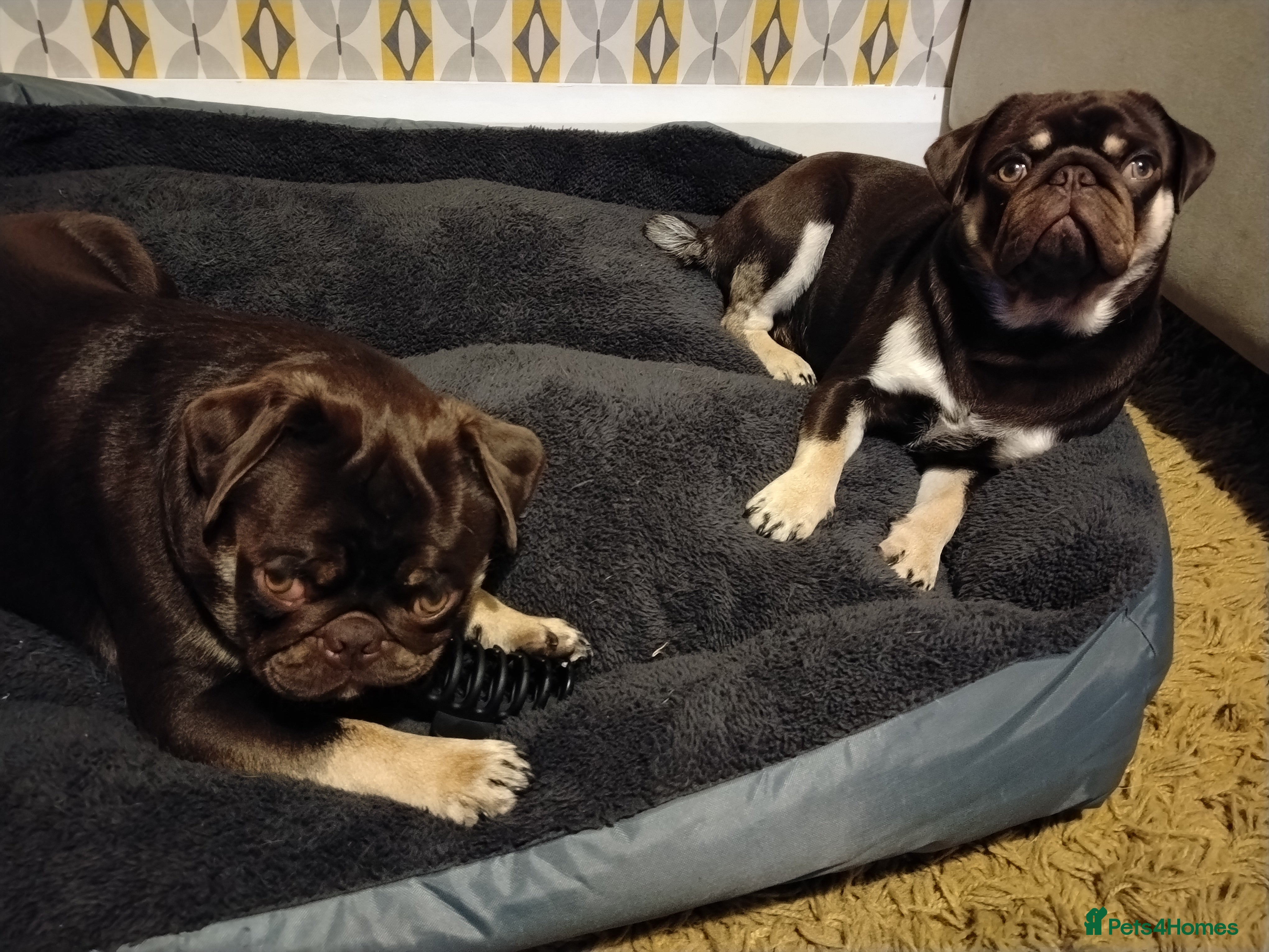 Pug dogs Pug brothers  - Advert 2