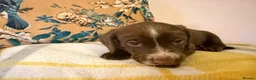 Mixed Breed dogs for sale: Doxie puppies  - Advert 19