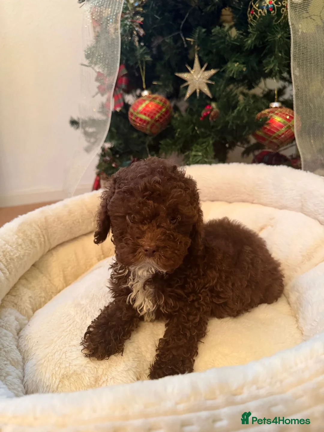 Cavapoo dogs for sale: (2 left) Beautiful toy Cavapoo puppies for sale - Advert 2
